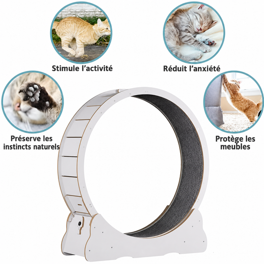 Roue d'Exercice Intérieure pour Chat – Piste Rembourrée Silencieuse 81 cm Finition Bois