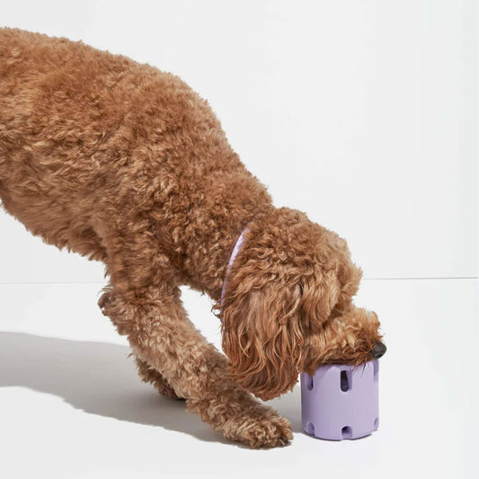Jouet à mâcher avec balle de tennis pour chien