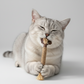 Jouet Bâton à Mâcher pour Chat – Jouet Interactif pour Mastication et Divertissement Félin