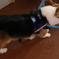 Harnais avec arceau de guidage pour chien malvoyant
