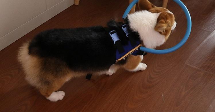 Harnais avec arceau de guidage pour chien malvoyant