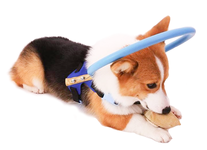Harnais avec arceau de guidage pour chien malvoyant