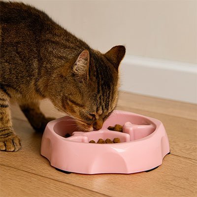 Gamelle Anti-Glouton pour Chat – Bol à Alimentation Lente Favorisant une Digestion Saine