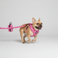 Ensemble Harnais et Laisse pour Chien 3 Pièces – Kit de Promenade Réglable et Confortable