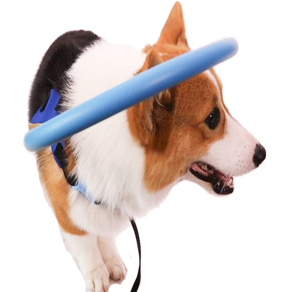 Harnais avec arceau de guidage pour chien malvoyant