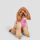 Ensemble Harnais et Laisse pour Chien 3 Pièces – Kit de Promenade Réglable et Confortable