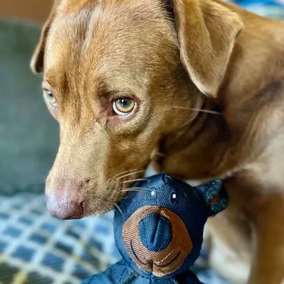 Jouet à mâcher pour chien à construction triple couche