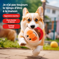 Balle Interactive pour Chien avec Son et Musique – Jouet Électronique Rechargeable USB Anti-Ennui