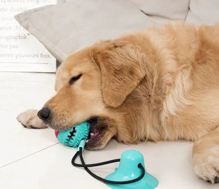 Jouet de traction pour chien avec ventouse