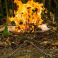 Support de feu de camp pliable en acier