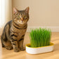 Felineau Bac à Herbe à Chat