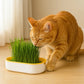 Felineau Bac à Herbe à Chat