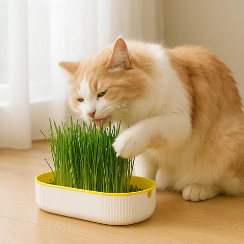 Felineau Bac à Herbe à Chat