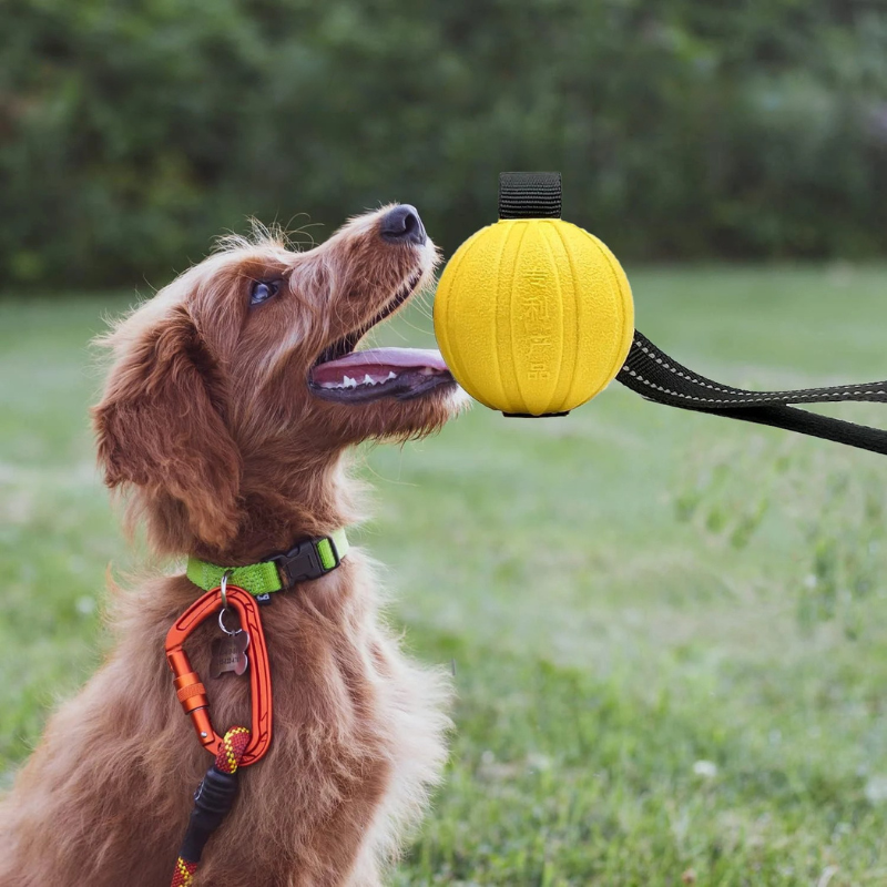 Felineau Balle sur Corde pour Chien - Jouet de Lancer & Traction