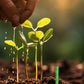 Bâtonnets d’engrais à diffusion progressive pour plantes
