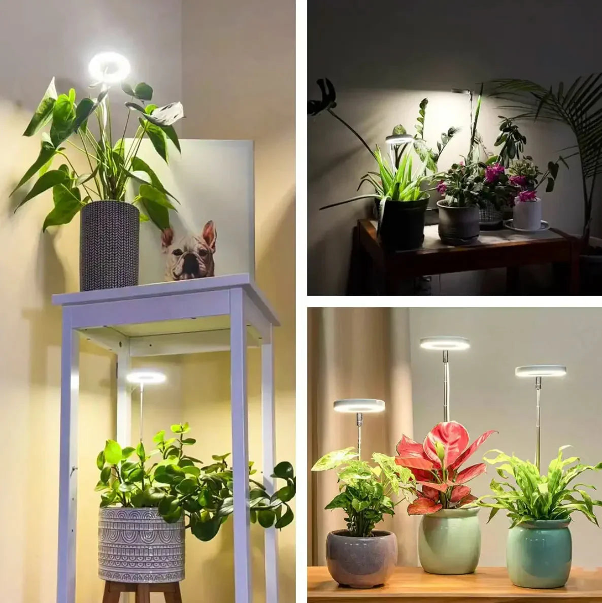 Lampe LED pour plantes à spectre complet avec minuterie
