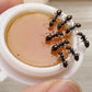 Station d'appât pour fourmis à poser