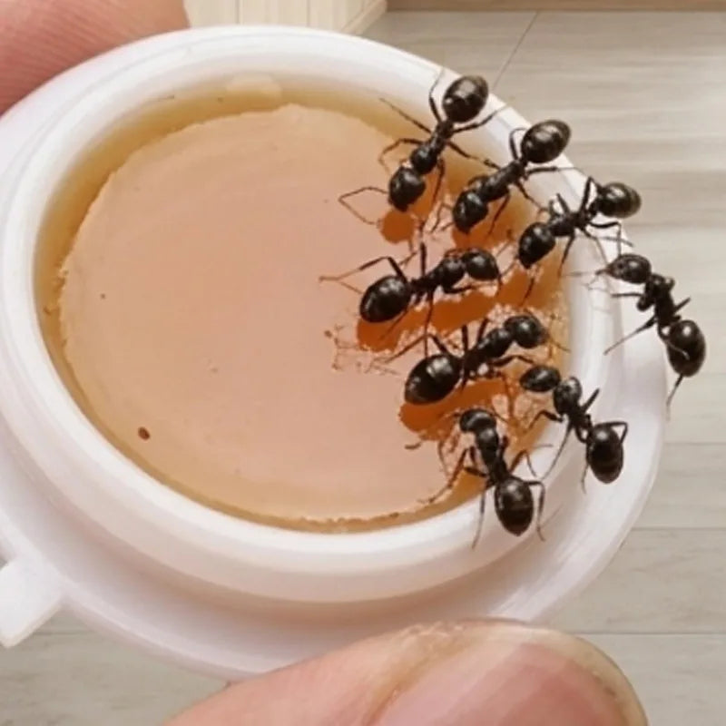 Station d'appât pour fourmis à poser
