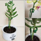 Tuteurs pour plantes à crochets – lot de 20