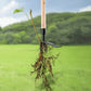 Arrache-mauvaises herbes à 4 griffes et levier au pied