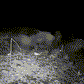 Caméra d'observation extérieure avec vision nocturne et écran