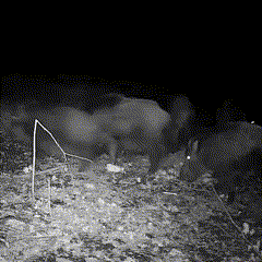 Caméra d'observation extérieure avec vision nocturne et écran