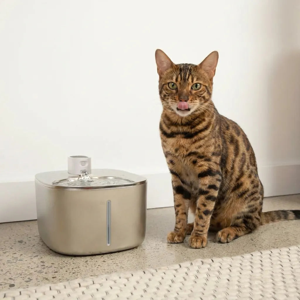 Fontaine Felineau 2.0