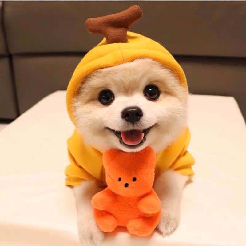 Sweat à capuche en polaire pour petit chien