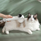 Brosse sèche-poils électrique pour chien et chat à écran numérique