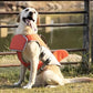 Felineau Gilet de Flottaison pour Chien — Design Requin