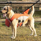 Felineau Gilet de Flottaison pour Chien — Design Requin