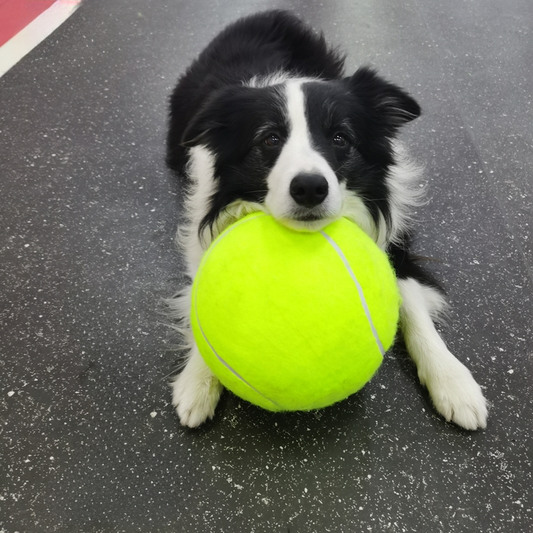 Felineau Balle de Tennis Géante pour Chien - Jouet XXL