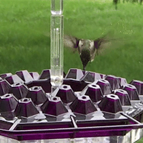 Mangeoire suspendue à nectar avec réservoir transparent