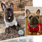 Felineau Collier Renforcé pour Chien — Maillons Massifs Polis