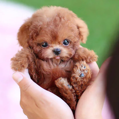Chien jouet en peluche bouclée avec mouvements et sons