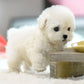 Chien jouet en peluche bouclée avec mouvements et sons