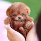 Chien jouet en peluche bouclée avec mouvements et sons