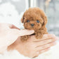 Chien jouet en peluche bouclée avec mouvements et sons