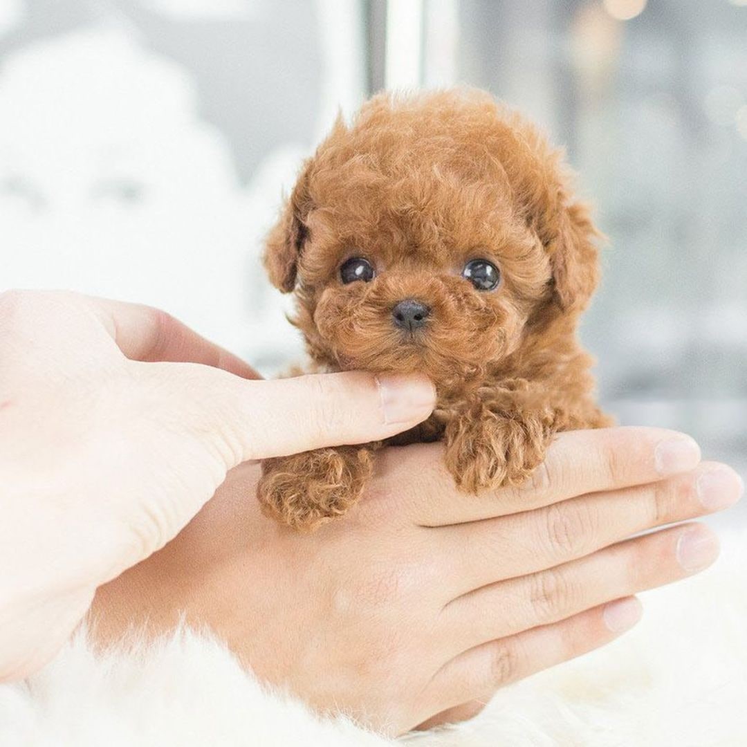 Chien jouet en peluche bouclée avec mouvements et sons