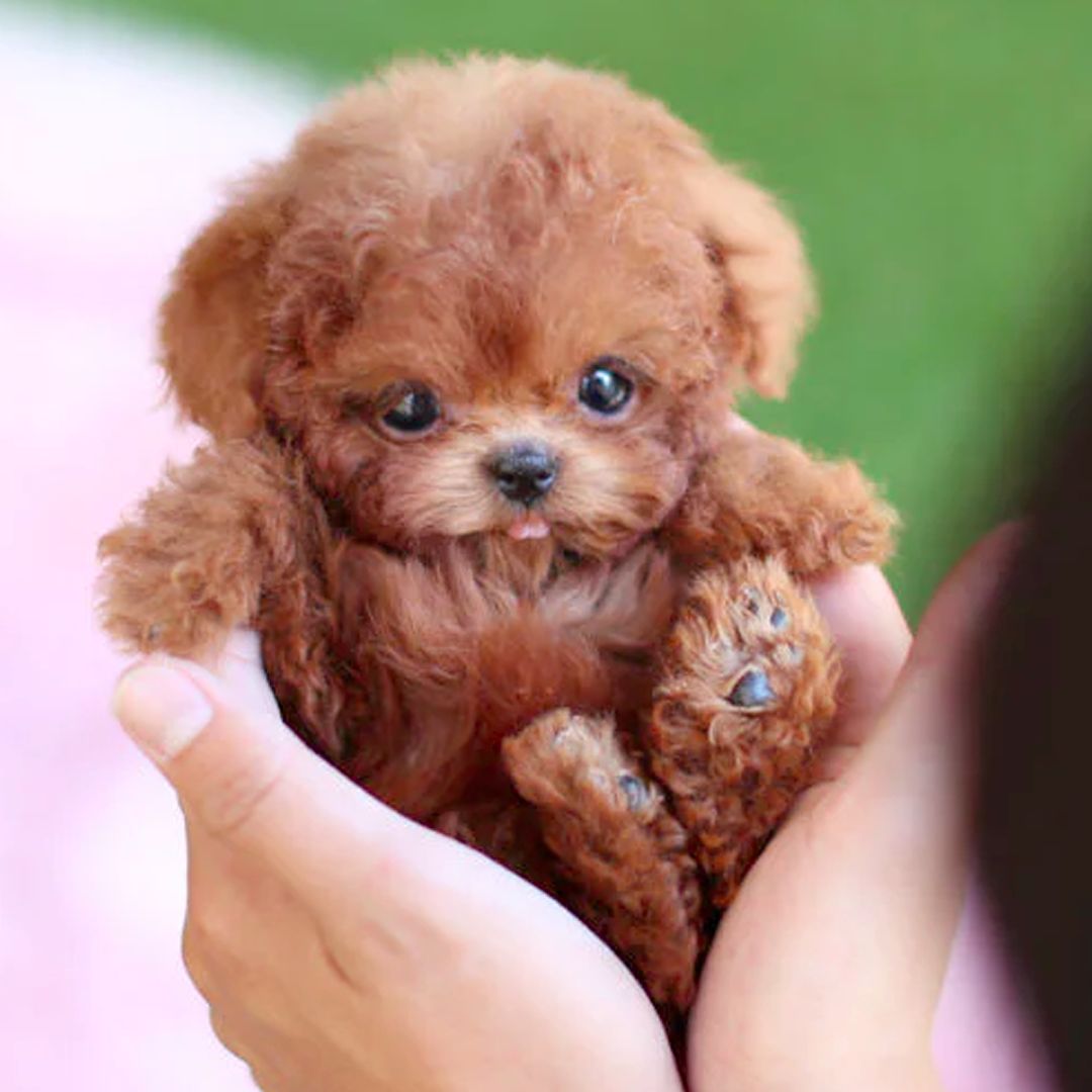 Chiot jouet interactif avec mouvements et sons, 17 cm