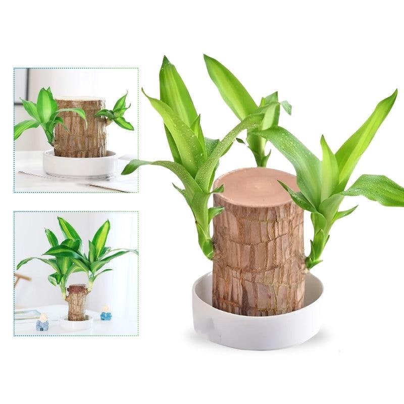 Plante de bois du Brésil avec coupelle de culture dans l'eau