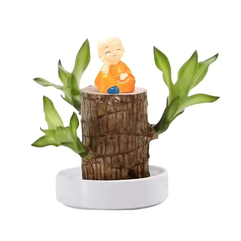 Plante de bois du Brésil avec coupelle de culture dans l'eau