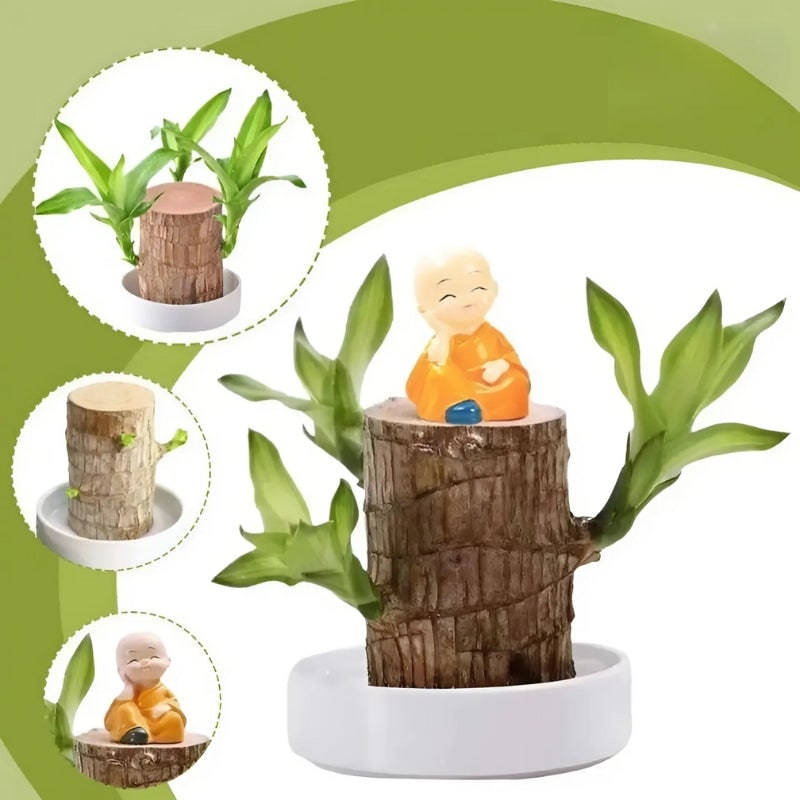Plante de bois du Brésil avec coupelle de culture dans l'eau