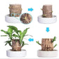 Plante de bois du Brésil avec coupelle de culture dans l'eau