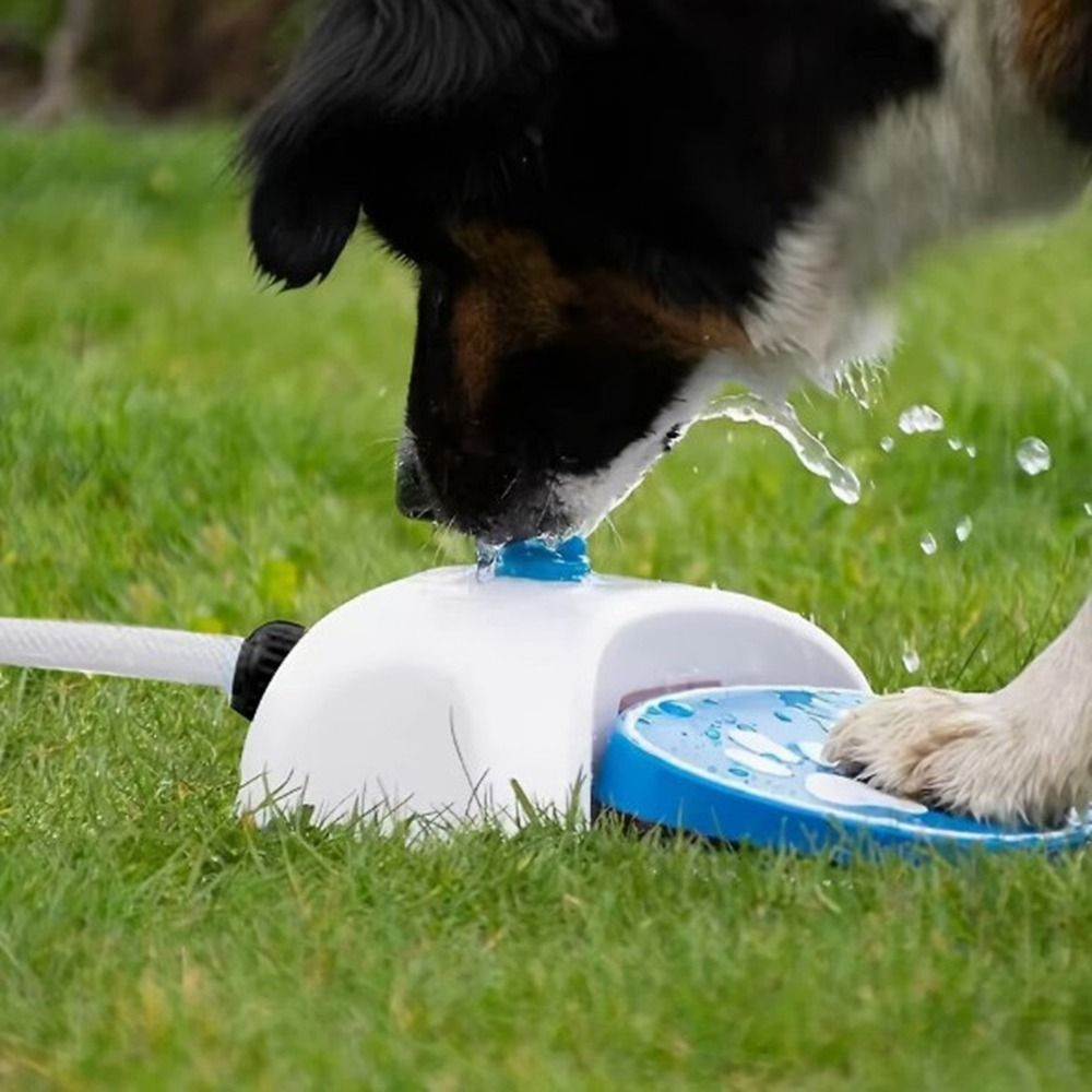 Chien de taille moyenne jouant avec la fontaine Pawtain dans le jardin