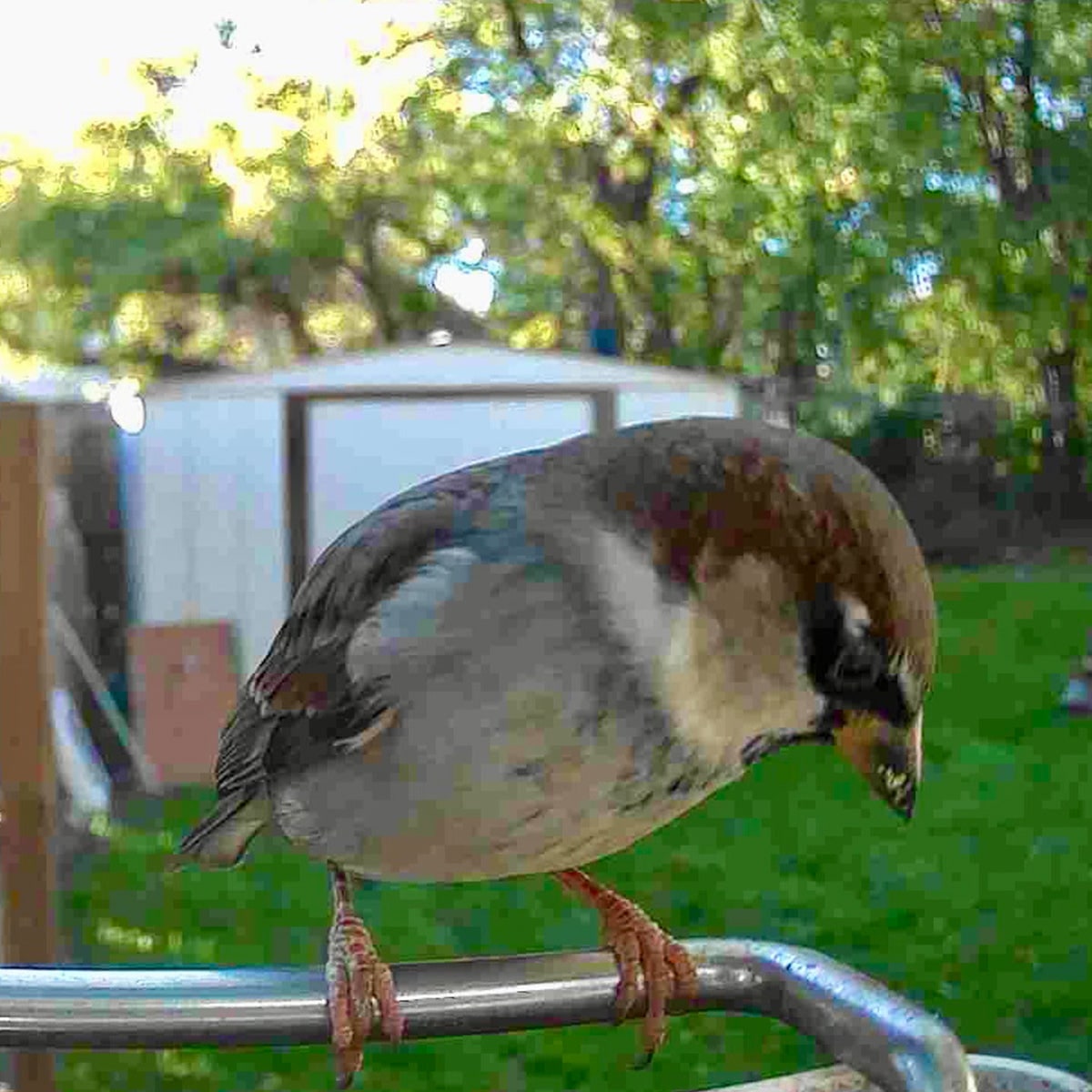 Mangeoire à oiseaux avec caméra Wi-Fi et panneau solaire