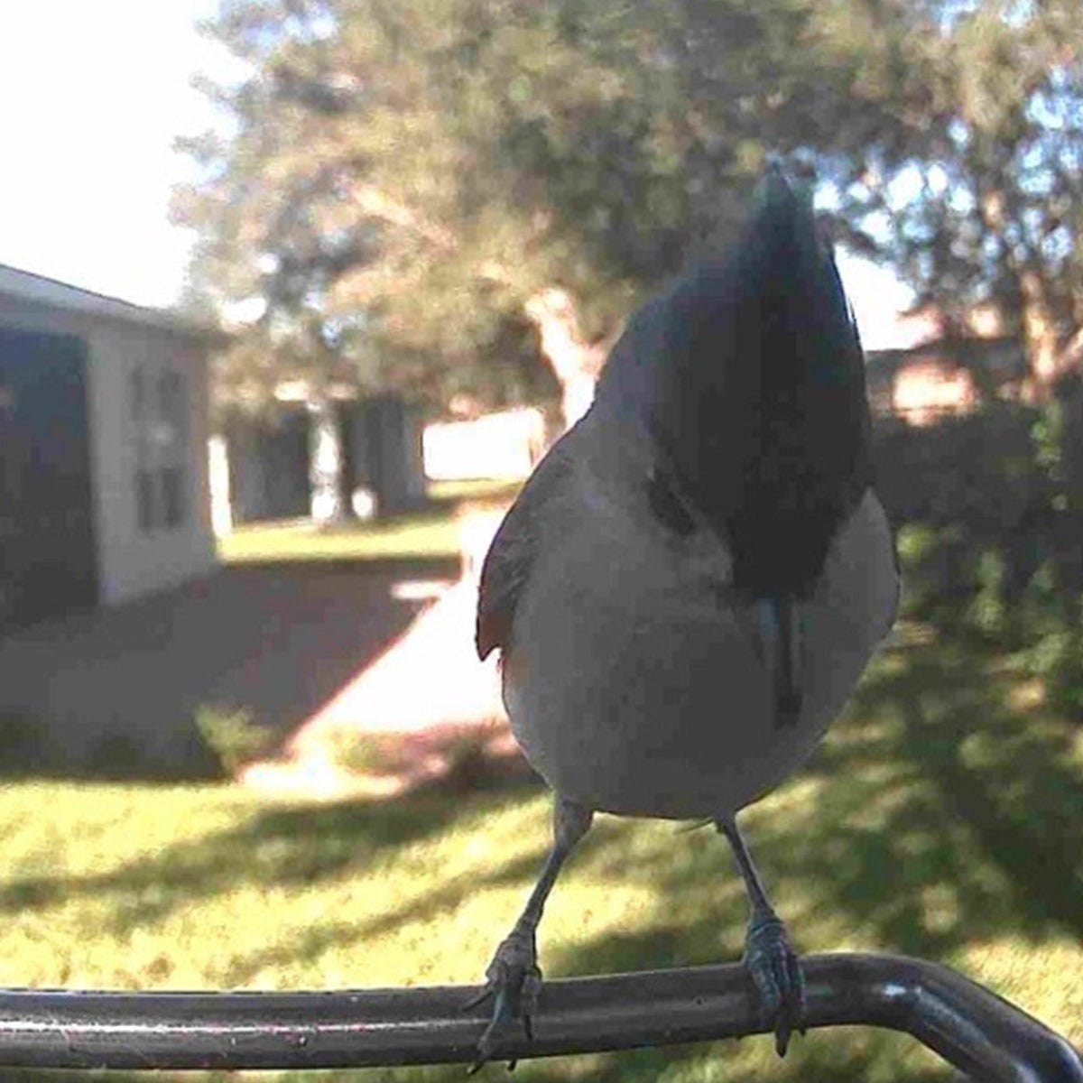 Mangeoire à oiseaux avec caméra Wi-Fi et panneau solaire