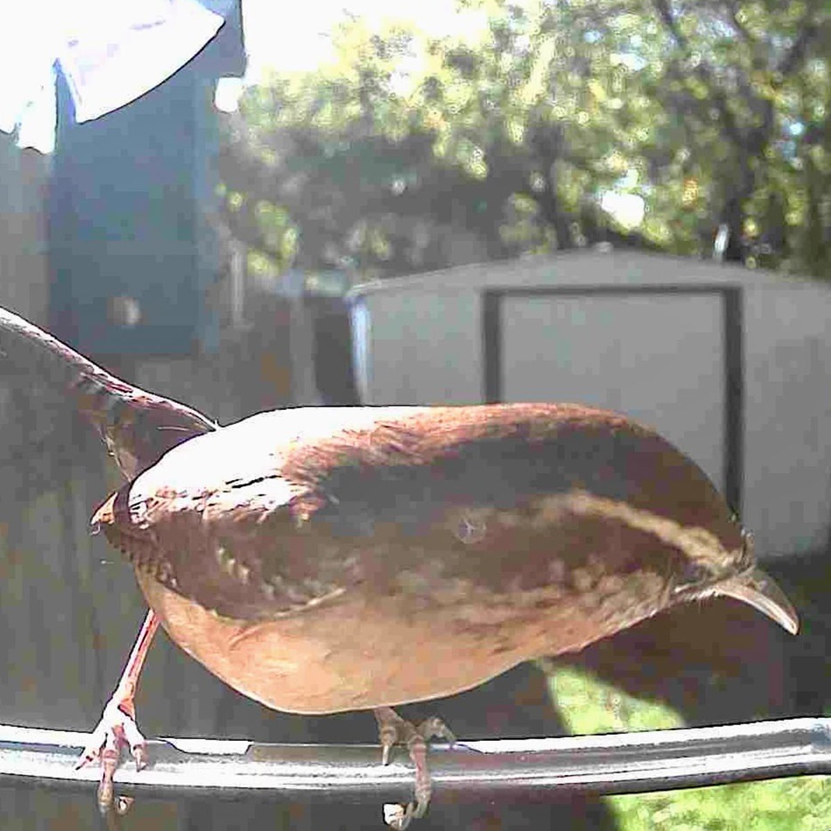 Mangeoire à oiseaux avec caméra Wi-Fi et panneau solaire