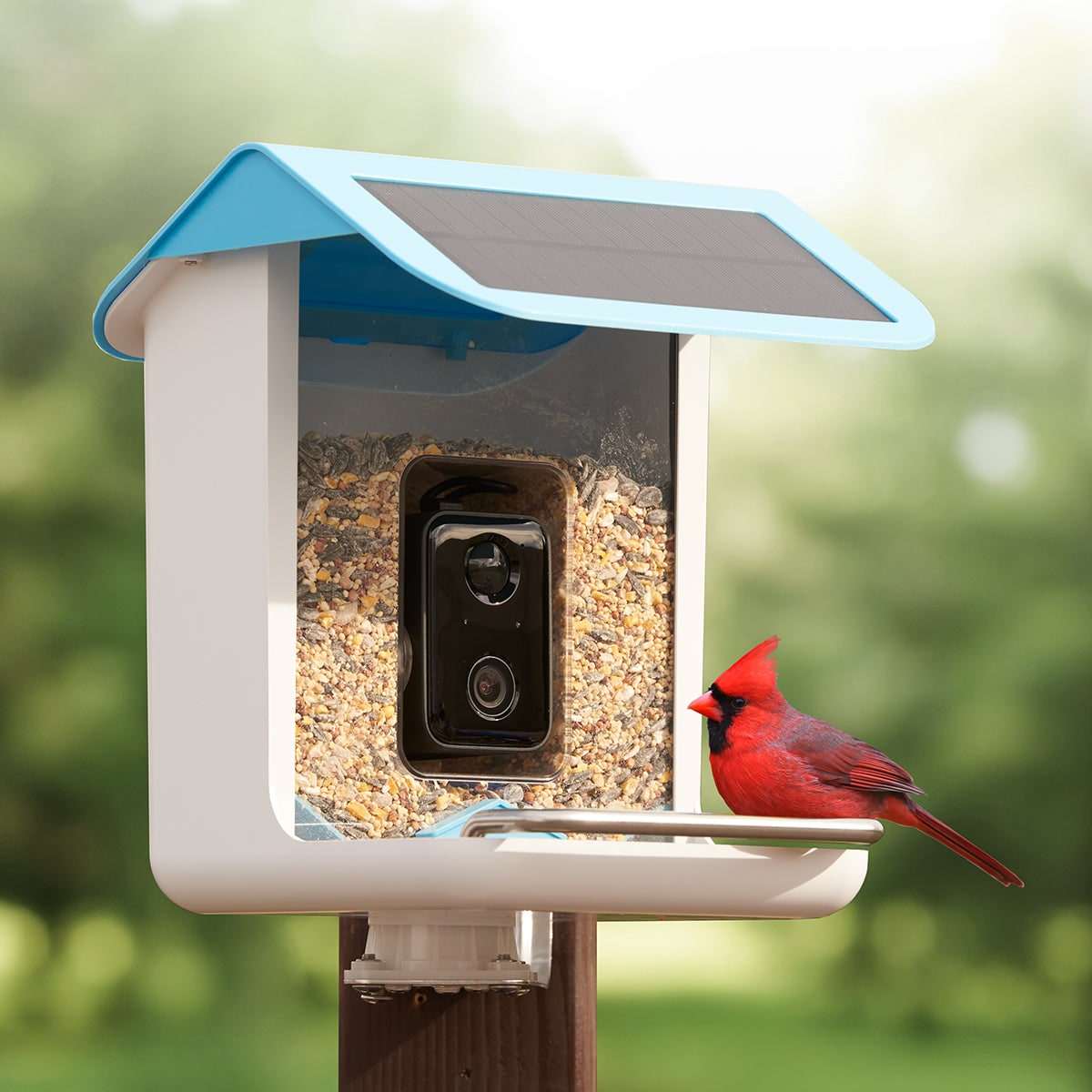 Mangeoire à oiseaux avec caméra Wi-Fi et panneau solaire