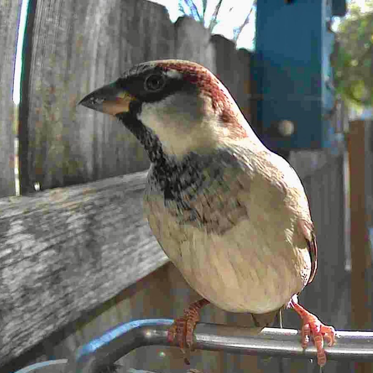 Mangeoire à oiseaux avec caméra Wi-Fi et panneau solaire